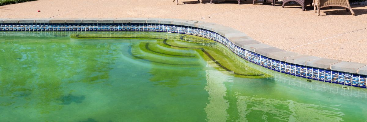 Anti algues préventif piscine 5L action préventive sur prolifération des  algues